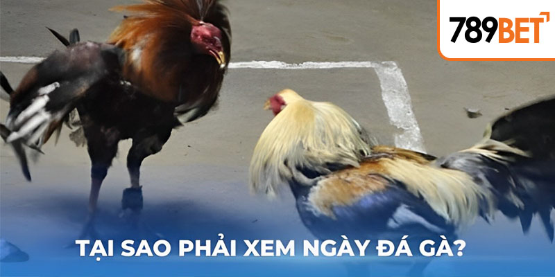 Tại sao phải xem ngày đá gà